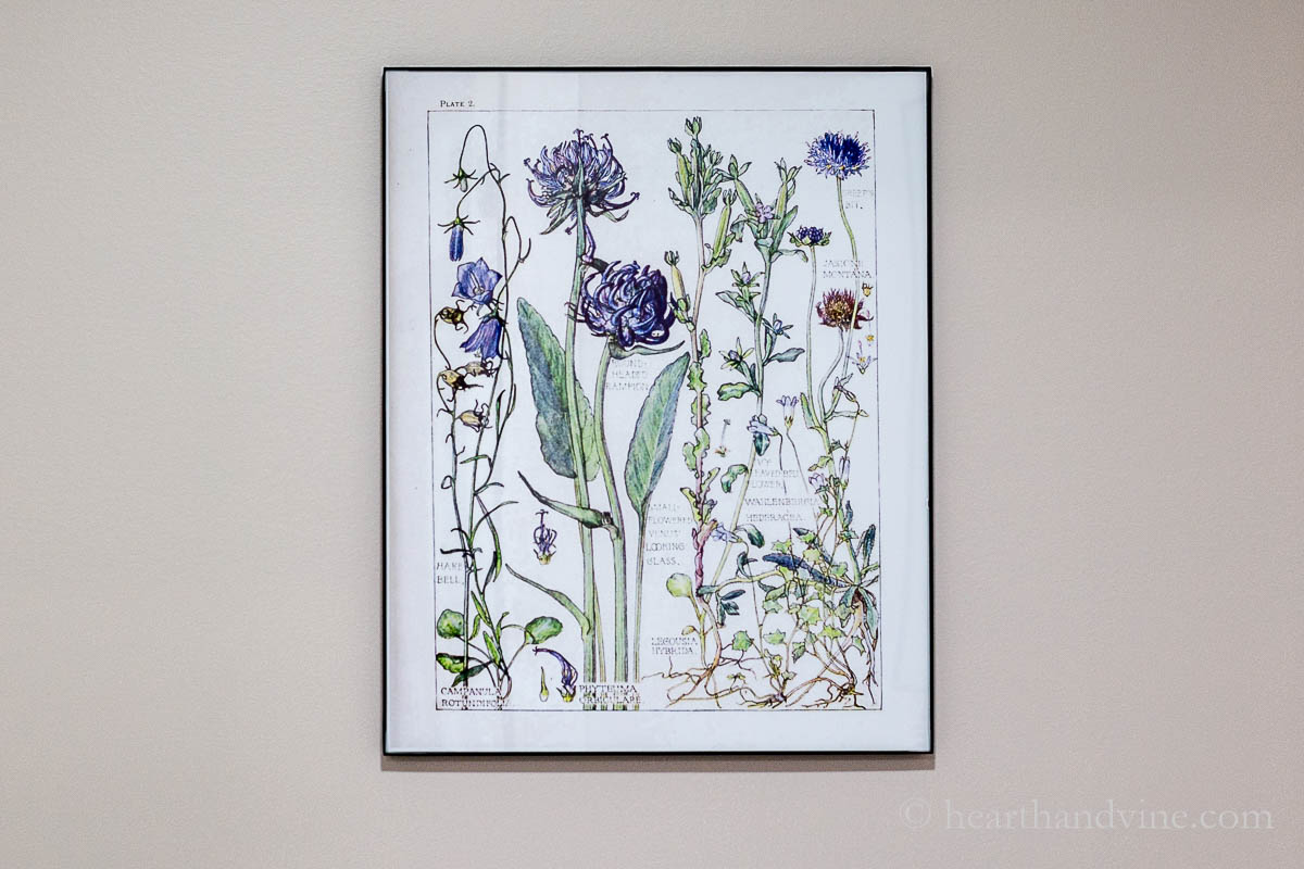 Framed botanical print of bellflowers.
