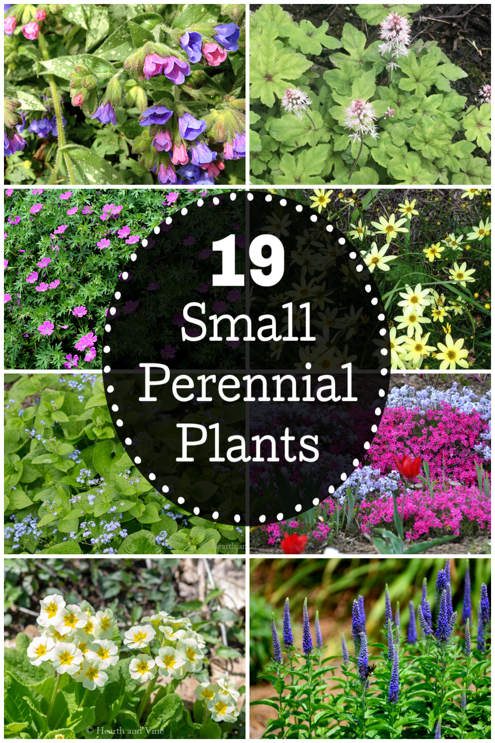 Collage of small perennial plants including geranium, phlox, coreopsis, brunnera, foam flower and lungwort.