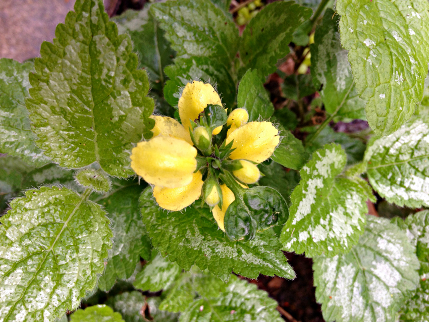 Close up of lamium archangel yellow flower.
