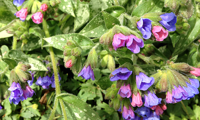 Purple and pink blooms on a lungwort plant.
