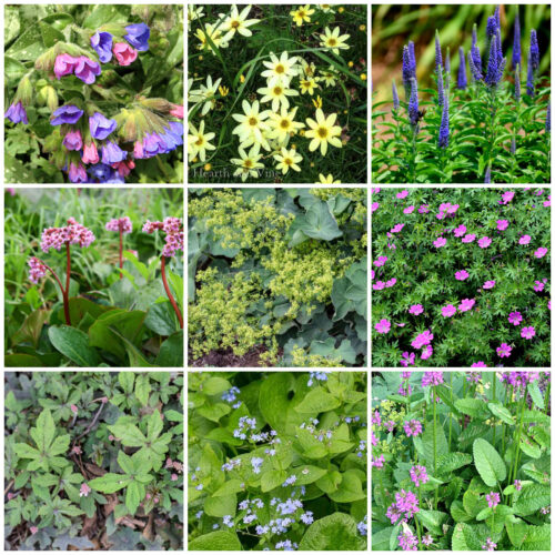 Collage of small perennial plants for the border including lungwort, veronica, bergenia, geranium, brunnera, foam flower, coreopsis and betony.