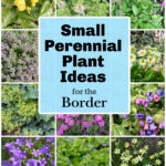 Collage of perennials including lungwort, lamium, foam flower, creeping phlox, thyme and bellflower.
