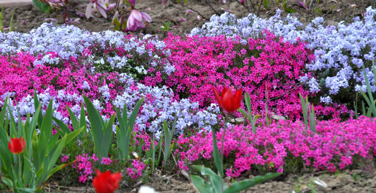 A garden with creeping phlox in dark pink and light blue.