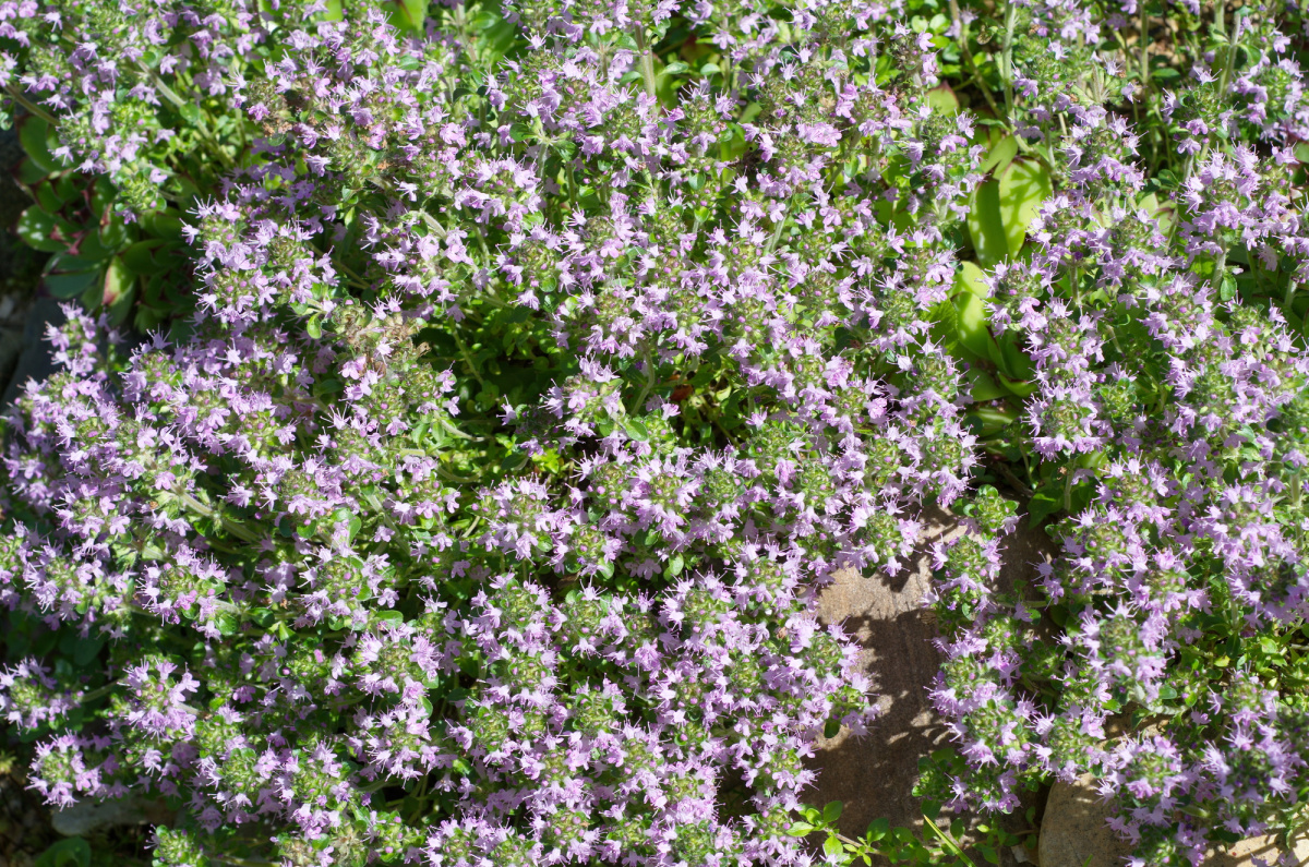 Creeping thyme in flower.
