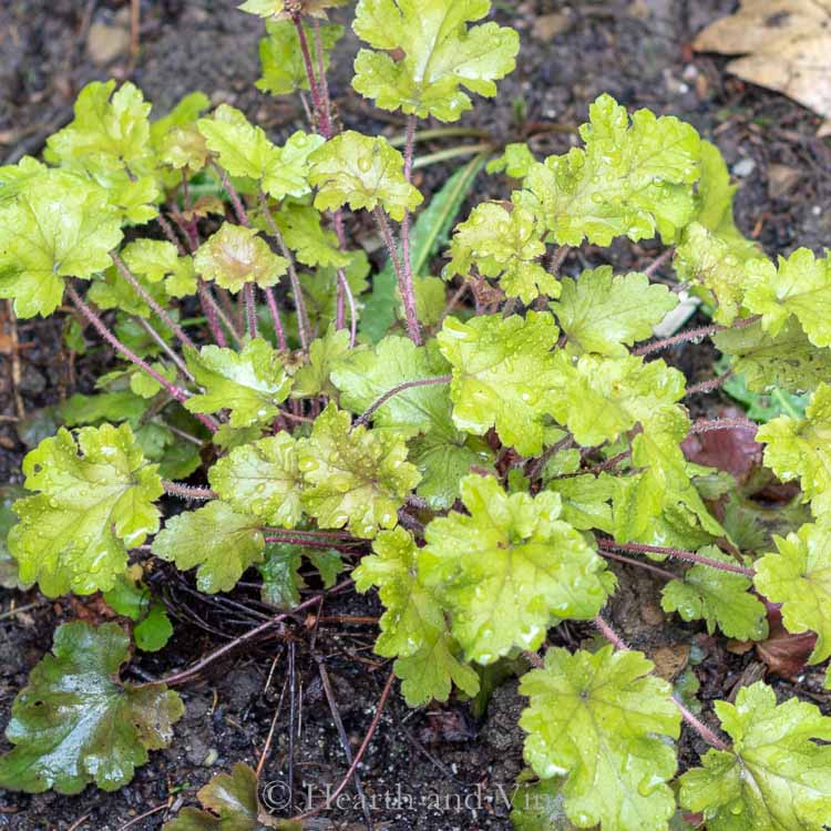 Lime green coral bells perennial plant just coming up in the spring.