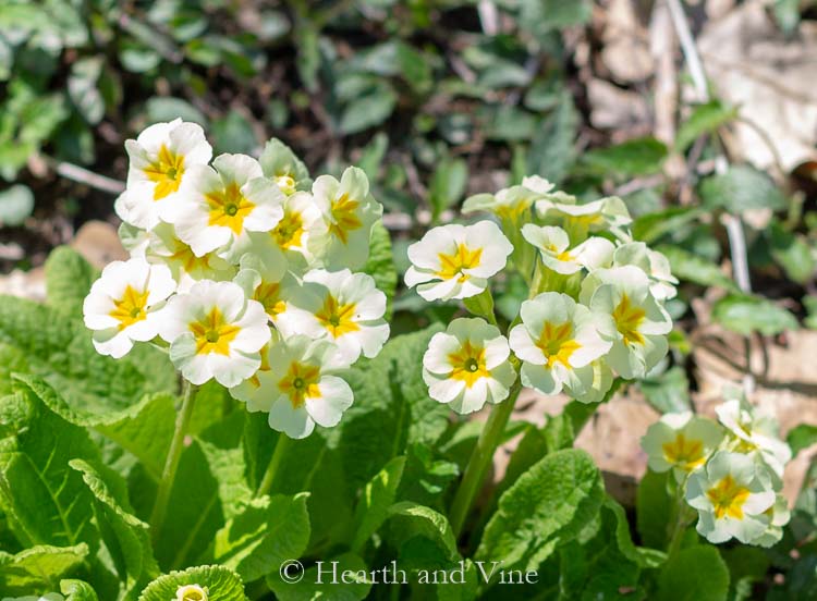 Pale yellow primula flowers with dark gold centers in the garden.
