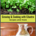Cilantro plant growing in the garden over a pitcher of cilantro vinaigrette dressing.