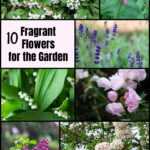 Scented plants including abelia, beebalm, lavender, lilac, peony, viburnum, lilac, and lily of the valley.