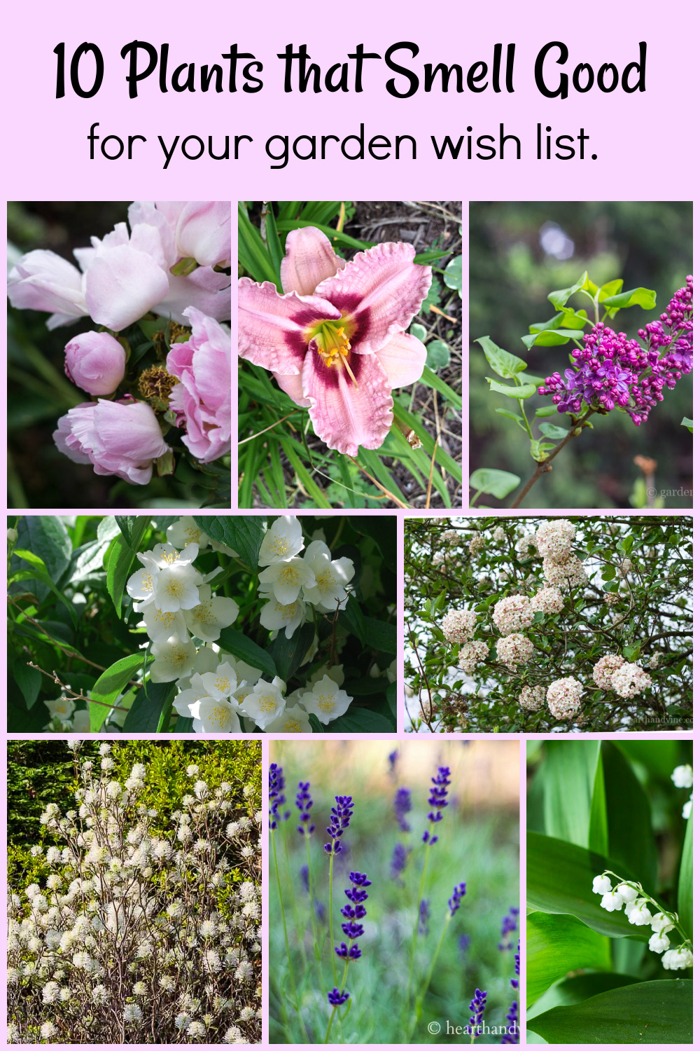 Collage of fragrant plants including peony, daylily, lilac, mock orange, viburnum, lavender and lily of the valley.