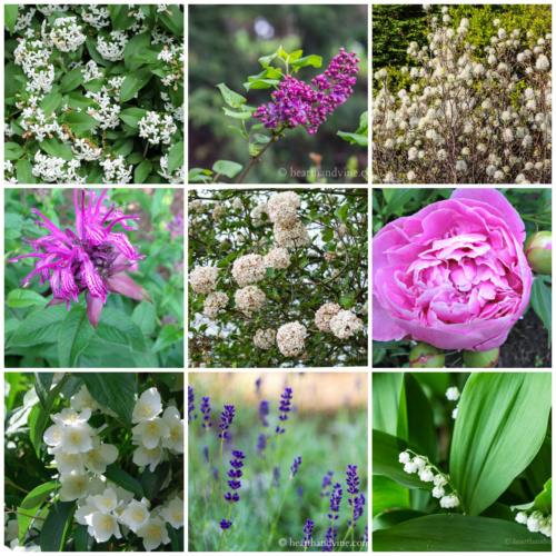 Collage of fragrant plants including lavender, mock orange, lily of the valley, peony, lilac and more.