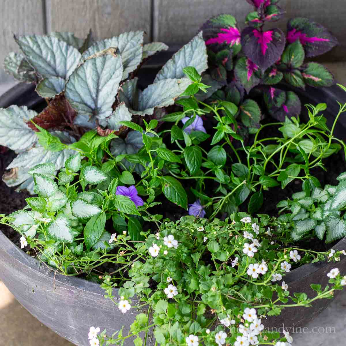 Container plants for shade in a large planter including, begonia, perilla magilla, lamium, bacopa, and browlia.