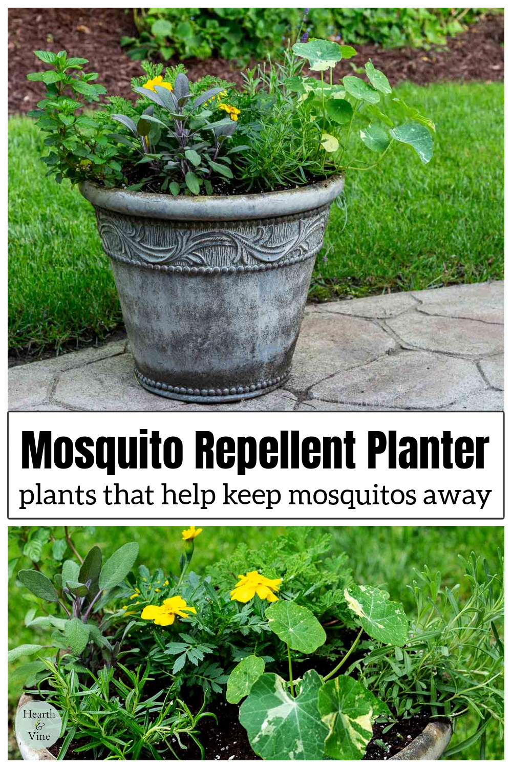 Mosquito Repellent Planter Ideas Hearth and Vine