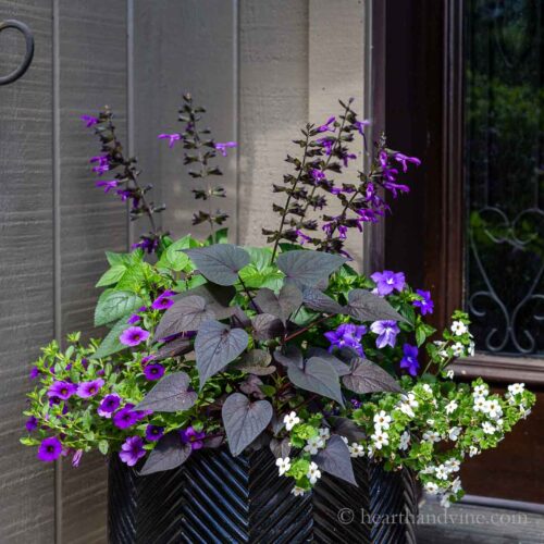 Summer planter with salvia, bell flower, bacopa, colibrochoa and sweet potato vine.