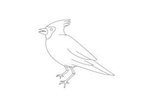 An outline image of a bird.