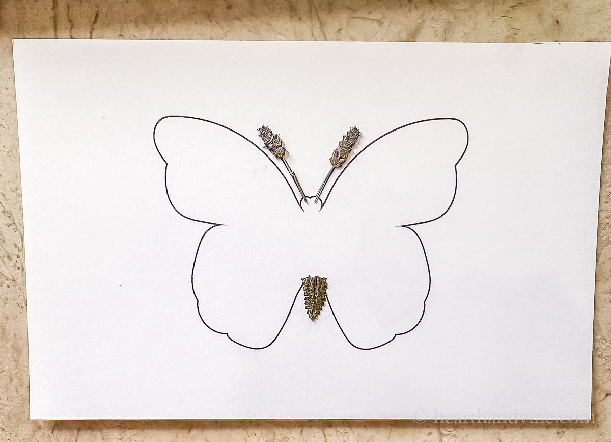 The butterfly outline with lavender for the antenna and abdomen.