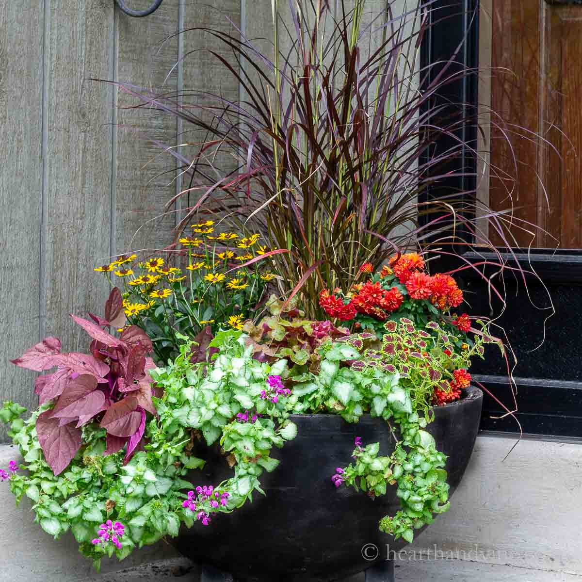 Large black planter with purple sweet potato vine, lamium, coleus, mini black eyed susan flowers, purple grasses and red-orange mums.