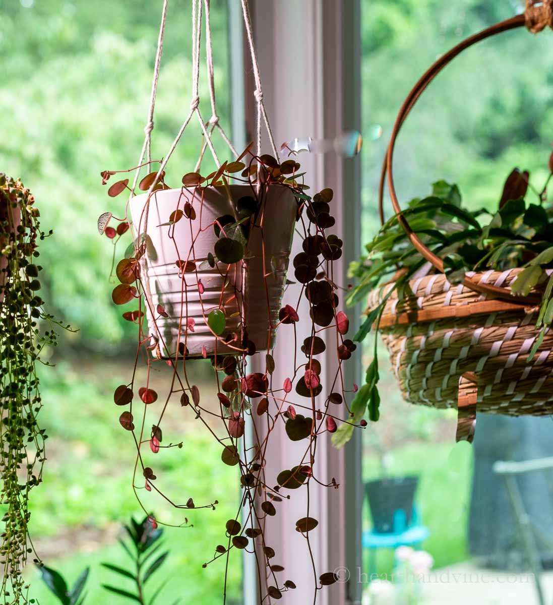 Peperomia 'Ruby Cascade' hanging in a large window.