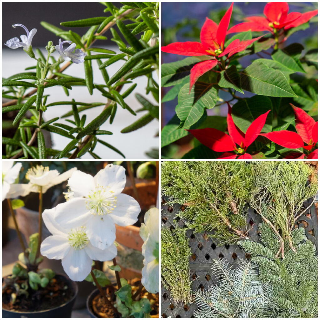 Collage of Christmas plants including rosemary, evergreens, poinsettia, and hellebore.