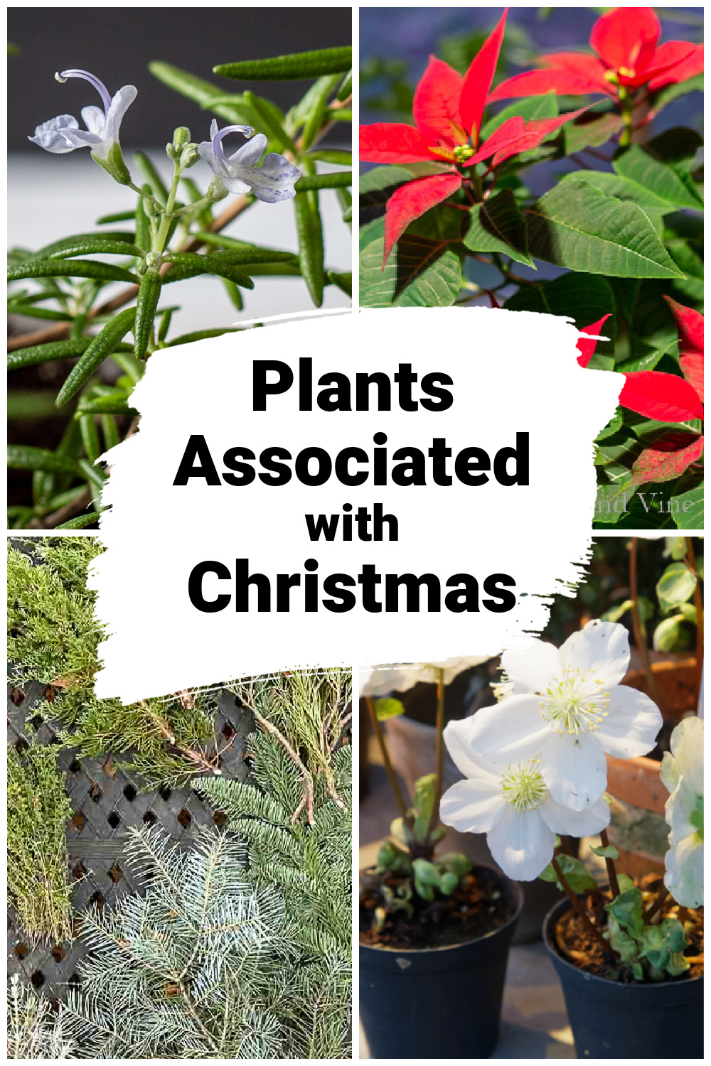 Collage of plants associated with Christmas including evergreens, poinsettia, rosemary and Christmas rose.