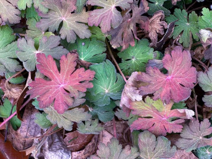 Big Root Geranium - One of the Best Hardy Perennials to Grow