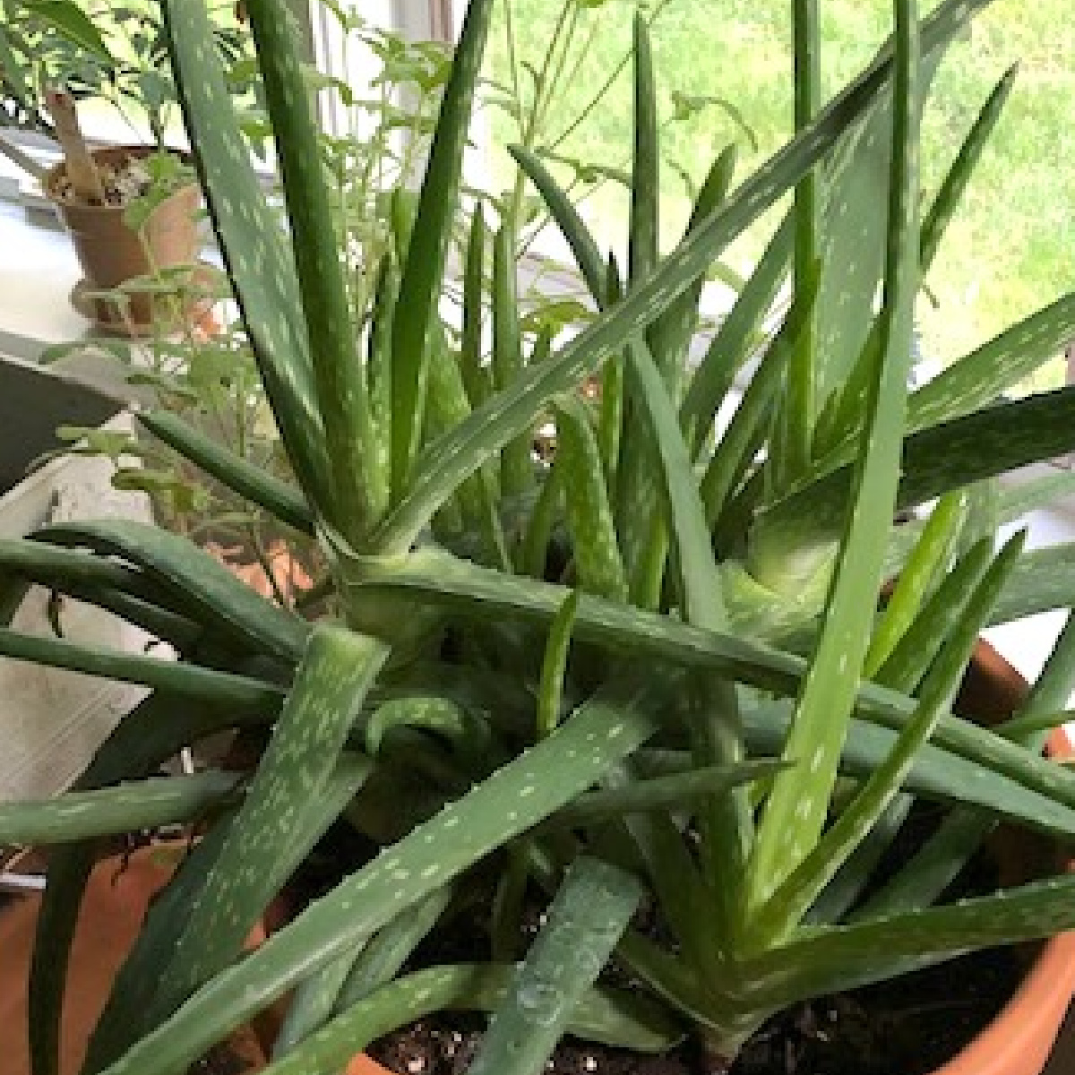 Aloe vera plant in a terra cotta pot.