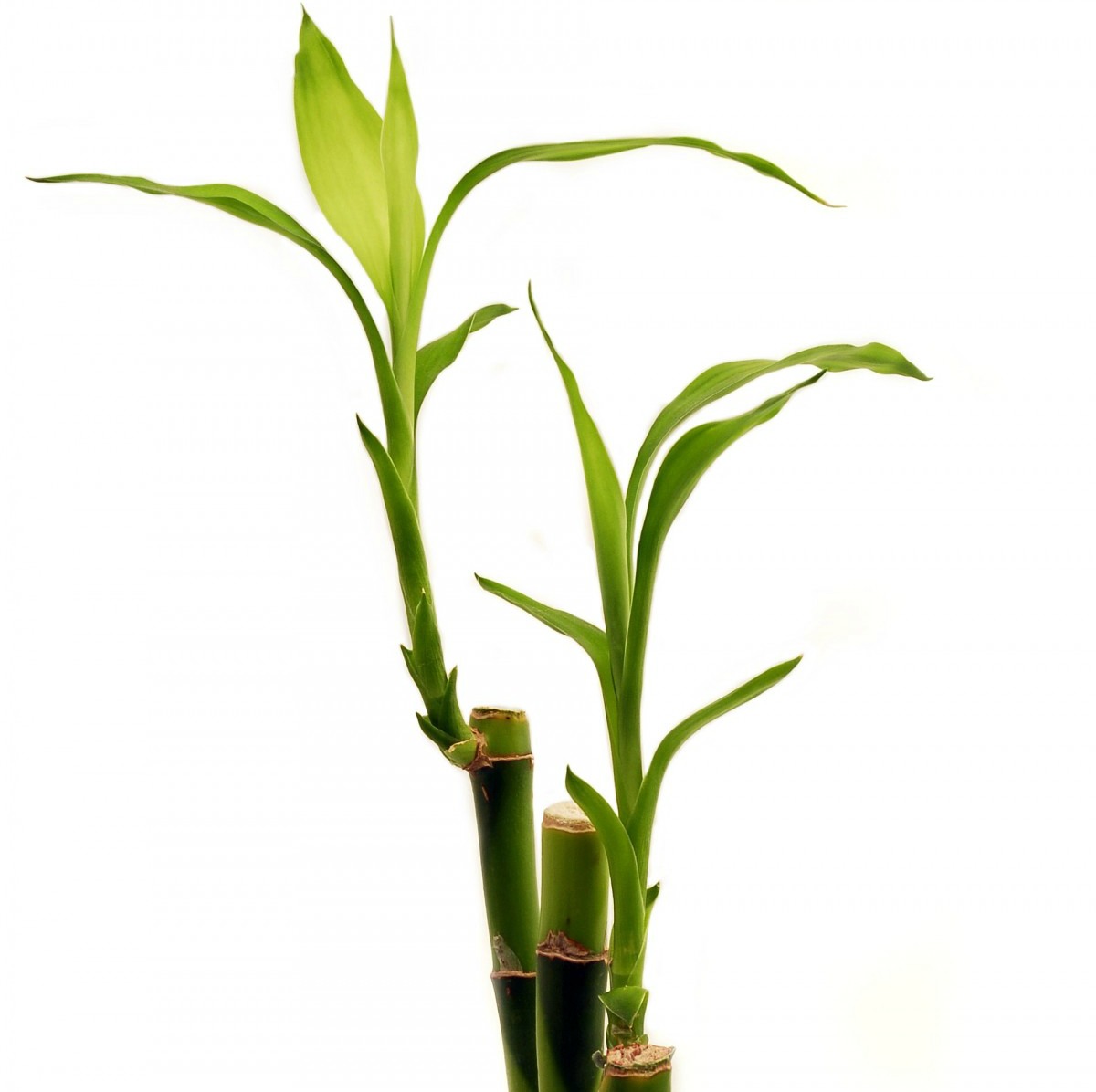 Lucky bamboo plant.
