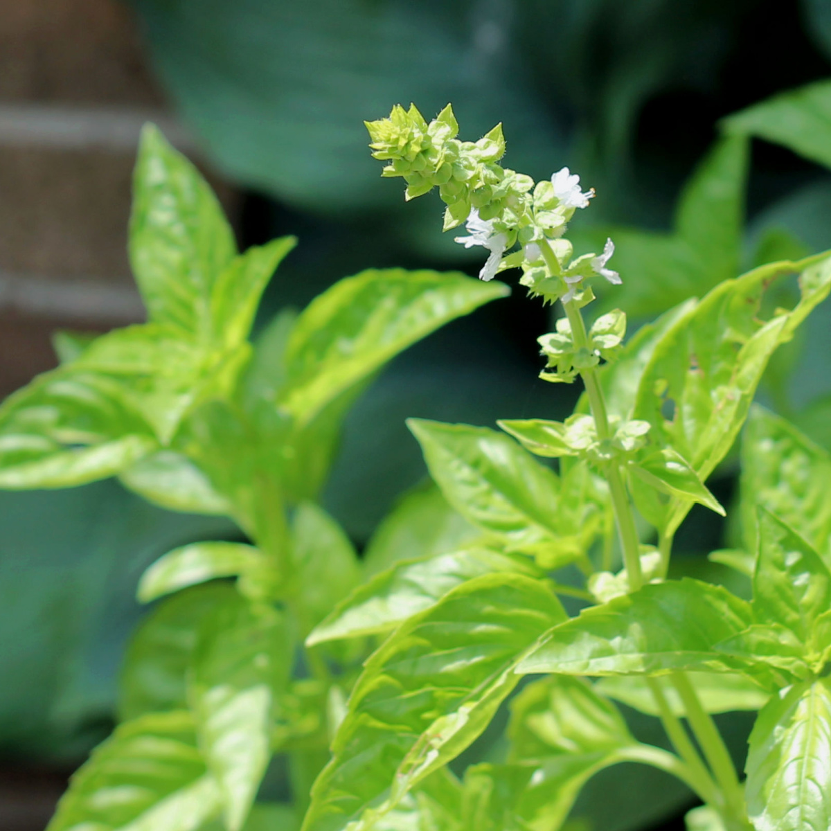 Basil in flower.