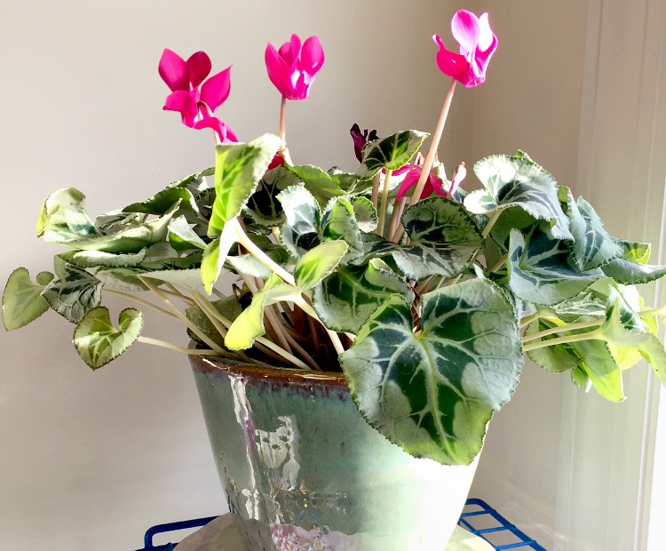 Pink flowered cyclamen in a pot on a shelf stand.