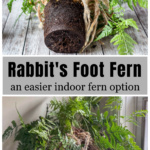 Roots of a rabbit's foot fern over a mature plant of the same.