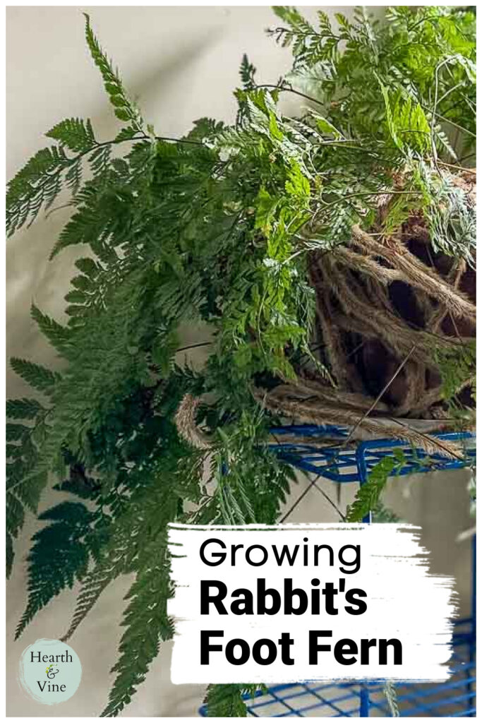 Large Rabbit's Foot Fern on a shelf.