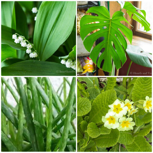 Collage of plants including lily of the valley, aloe, primrose and monstera.