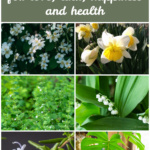 Collage of symbolic plants including daffodils, lily of the valley, monstera, jasmine, and lemon balm.
