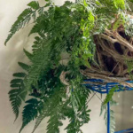 Partial view of a very large rabbit's foot fern.