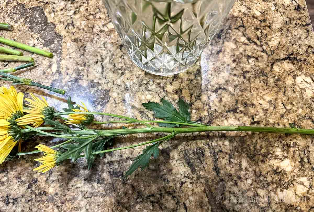 Yellow mum stem with leaves on a counter.