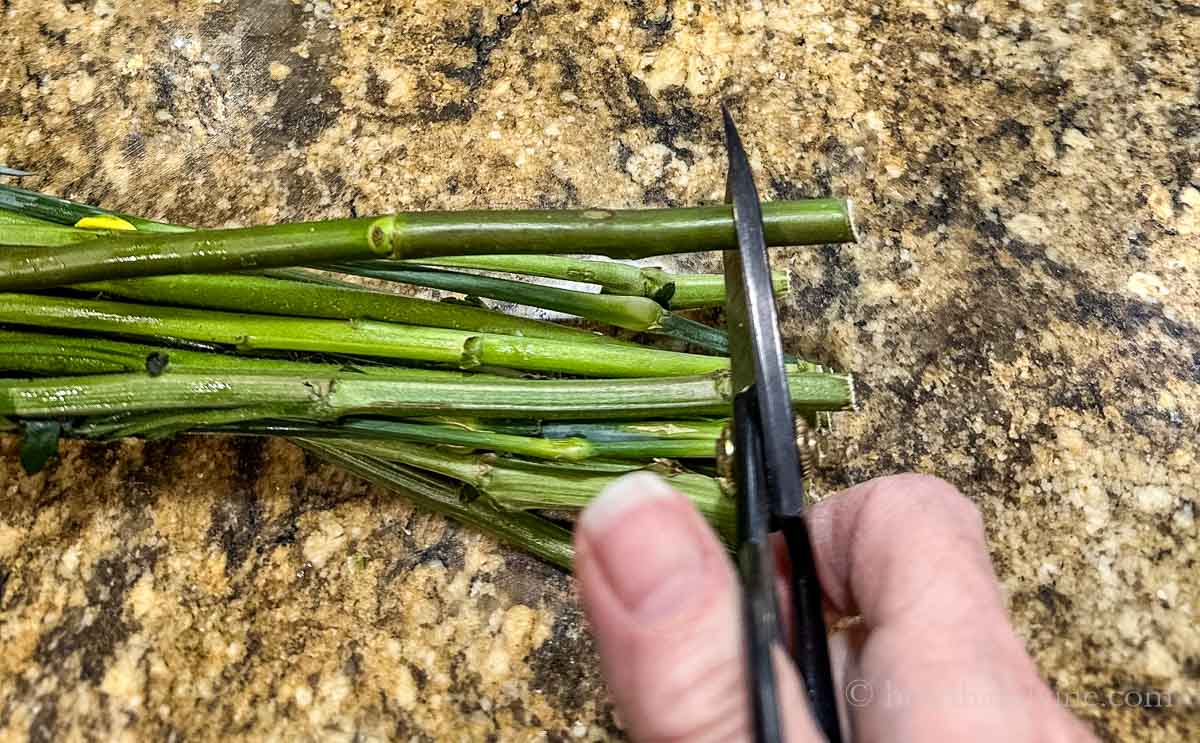 Flower shears cutting the end of flower stems.