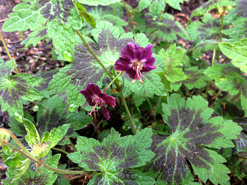 Close look at geranium variety, phaeum ‘Samobor’.