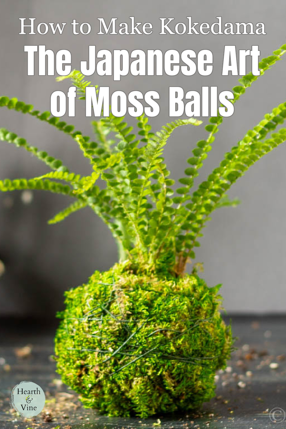 One kokedama moss ball on a table.