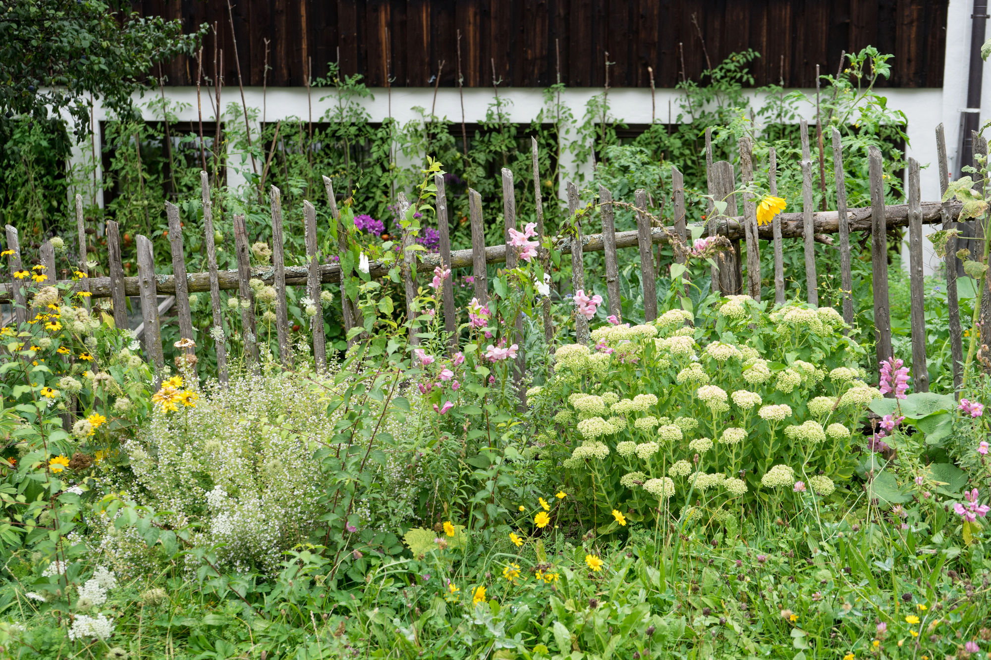 Flower along a wooden fence including sedum, coreopsis, black eyed susan flowers amongst weeds.