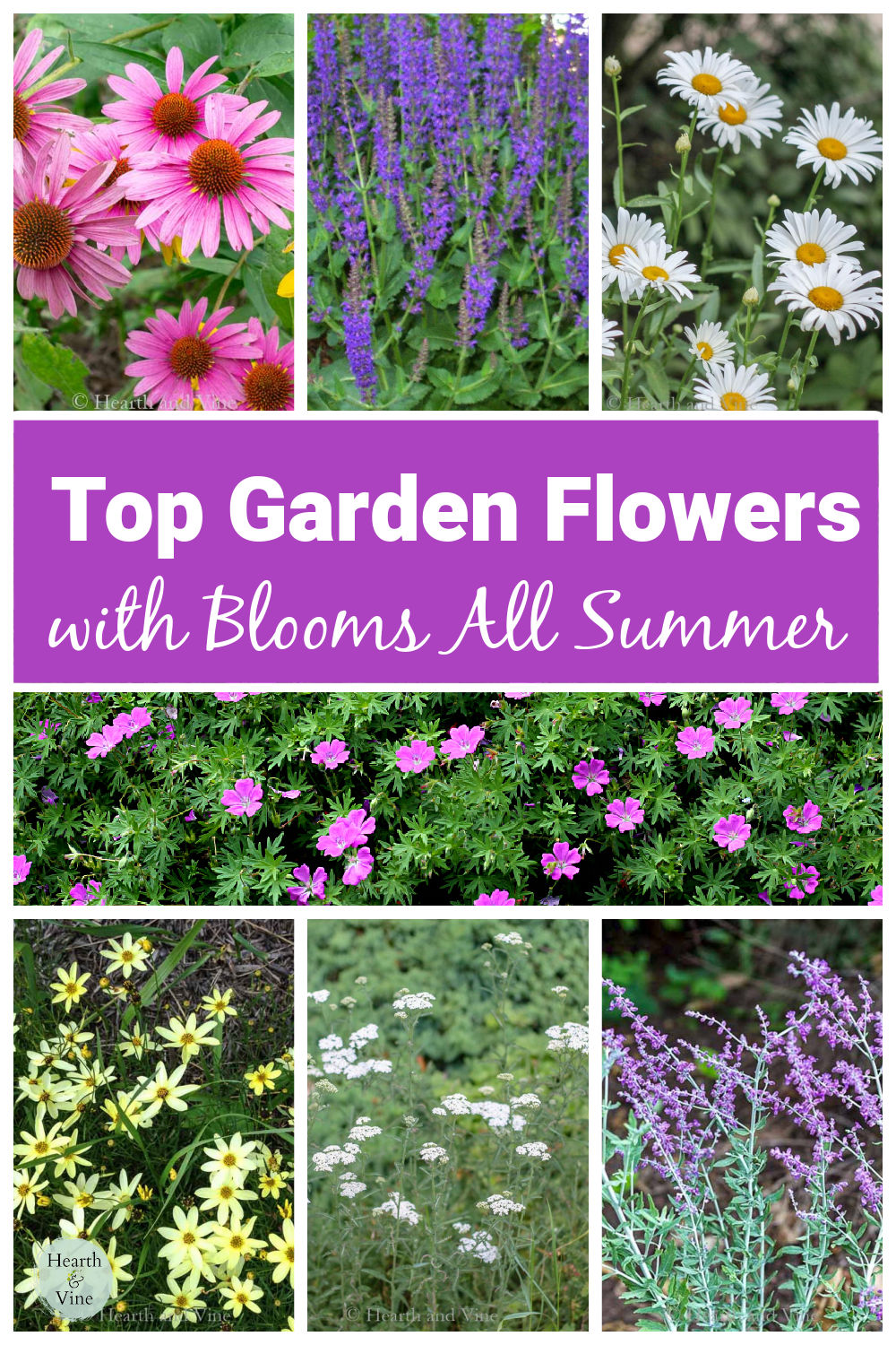 10+ Long Blooming Perennials for Flowers All Summer Long
