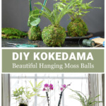 Three kokedama moss balls on a table over the same balls hanging in a window.