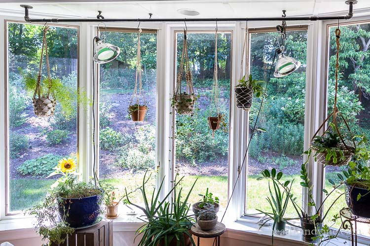 View of a bay window from inside. A large pipe plant hanger hangs from the ceiling with several plants, several plants on the windowsill and some on stands in front of the window.