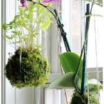 Two hanging moss balls with an orchid and a fern.