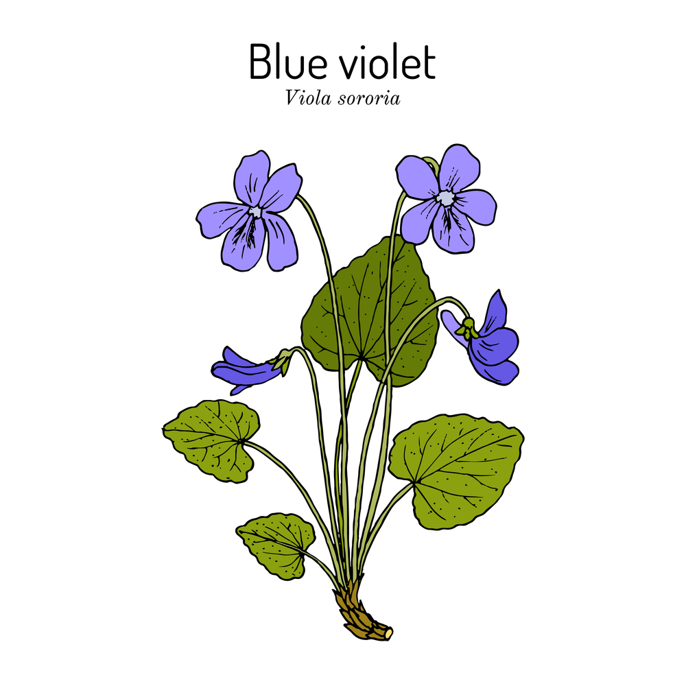 Botanical drawing of viola sororia.