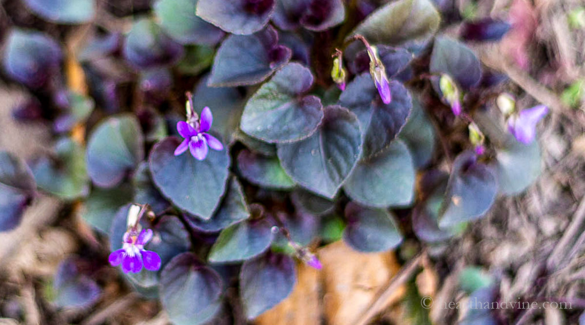 Dark purple tinged leaves with deep purple flowers - viola labradorica.