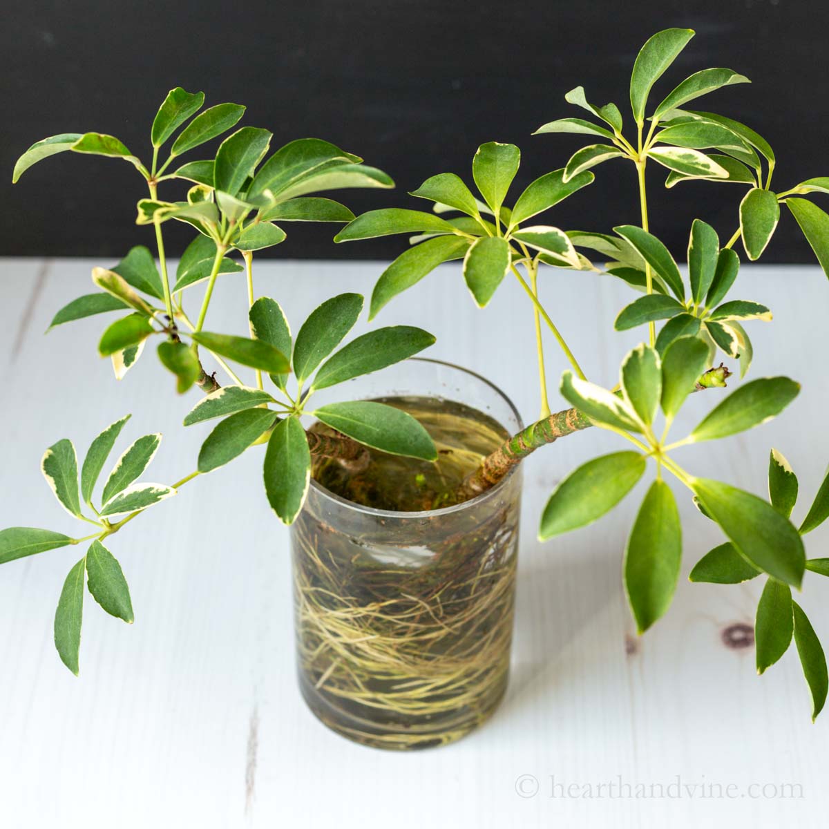 Schefflera cutting growing in a large glass vase.