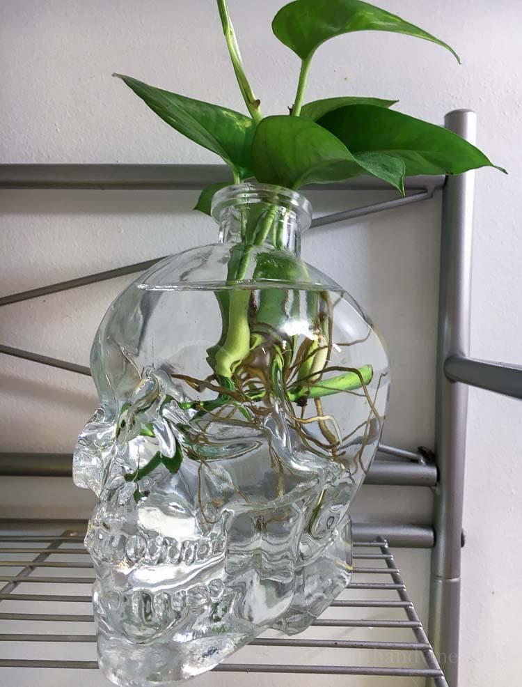 A large glass skull with a pothos plant growing in it.