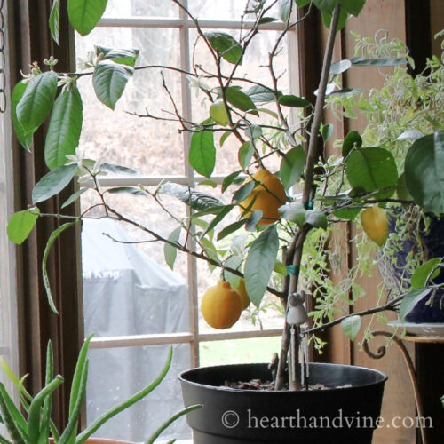 Dwarf Meyer lemon tree with full grown lemons in front of a window.