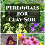 Collage of flowers including daylily, coneflower, geranium, anemone, cornflower, and coreopsis.