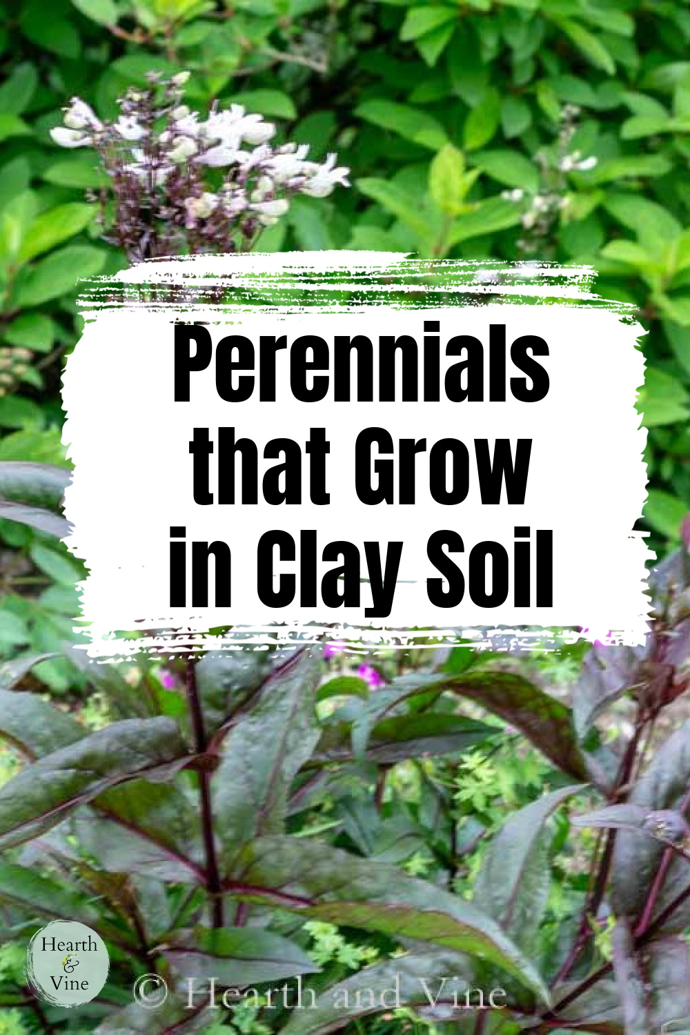 Flowering Penstemon 'Husker's Red' plant in the garden.