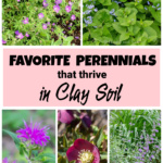 Collage of perennial flowers including bee balm, hellebore, geranium, sage and brunnera.